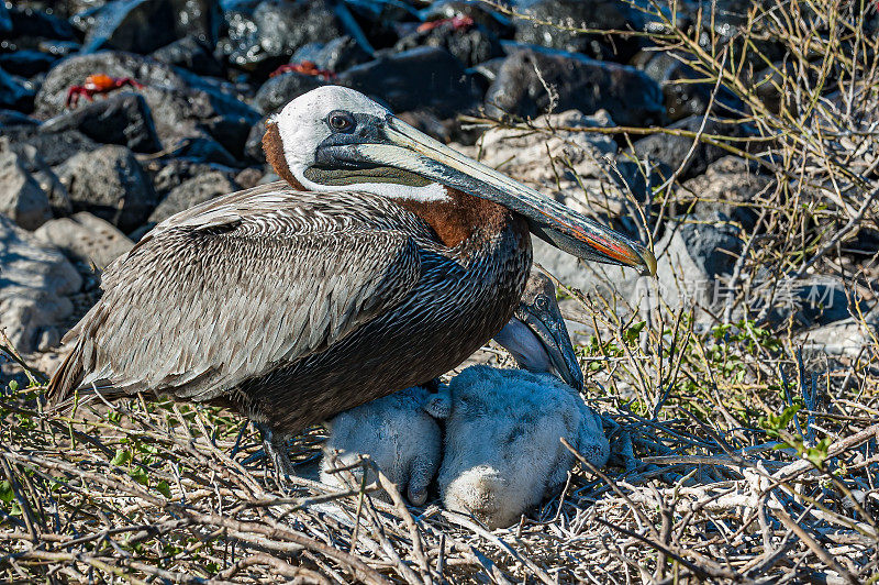 褐鹈鹕(Pelecanus occidentalis urinator)是鹈鹕科的一种鸟。厄瓜多尔圣达菲岛;加拉帕戈斯群岛国家公园。一只雏鸟和一只成年鸟在窝里。Pelecaniformes。